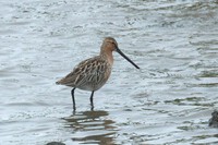 ５月２３日(金)の鳥見　今週の振り返り