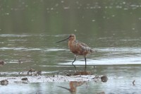 ５月２３日(金)の鳥見　今週の振り返り