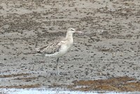 ５月２３日(金)の鳥見　今週の振り返り