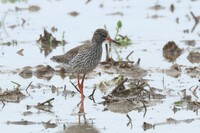 ５月２３日(金)の鳥見　今週の振り返り