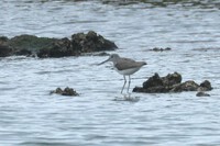 ５月２３日(金)の鳥見　今週の振り返り