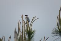 ５月２３日(金)の鳥見　今週の振り返り