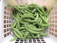 ５月１６日(金)の日記　わが家の菜園と花壇の現状