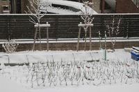 ３月８日（金）の日記　降雪、寒さがぶりかえしている