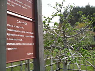 ニュートンの林檎の木