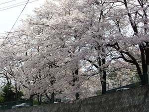 緑水亭桜はこれからですよ！