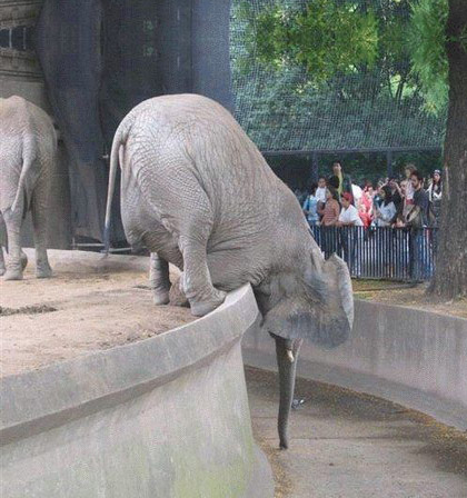 おー鼻が長いのね