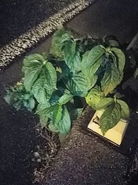 闇の中でも 2020/06/13 18:26:13