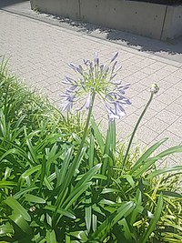  まっすぐ咲いた 2020/06/17 12:06:50