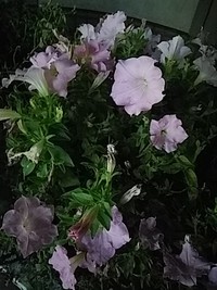 夜の花 2020/06/18 21:06:55