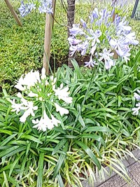 バリエーションがあったのか 2020/06/23 09:44:34