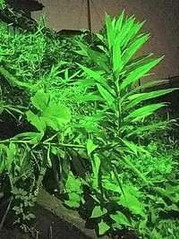 夜の雑草 2020/06/24 09:52:55