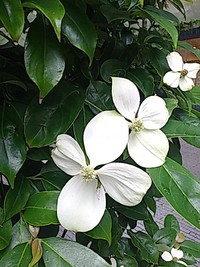 名前も知らない可憐なの 2020/06/26 12:12:25