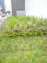 雑草の集団 2020/06/30 09:45:17
