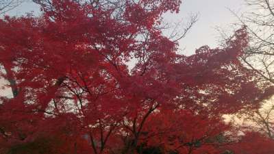 2013.12.1 清水寺へ