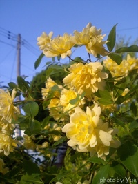 My little garden／庭歩き