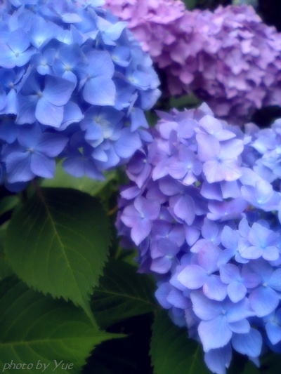 My little garden／紫陽花(5)