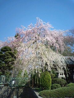 新寺の桜