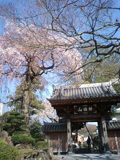 新寺の桜