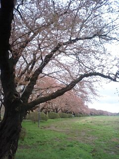 北上展勝地の桜♪