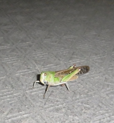 トノサマバッタ?クルマバッタ?