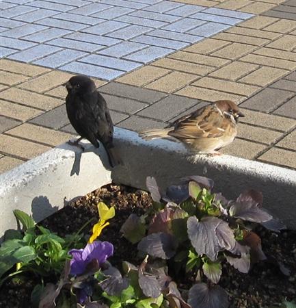 大阪に黒いスズメがいるらしい