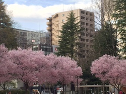 仙台　錦町公園の桜