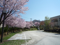 蔵王温泉は桜が満開