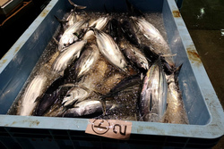 肌寒い雨模様の気仙沼魚市場