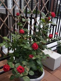 田鶴子の庭日記２０１１春