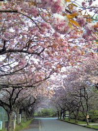 桜☆