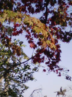 仙台城の紅葉