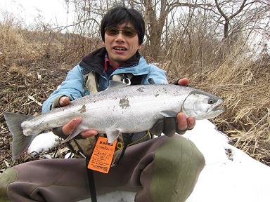 そんなにオレに逢いたかったのか?2013北上川サクラマス