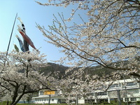 三神峯の桜、山形の桜