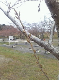 加瀬沼公園の桜は、もう少し先ですね