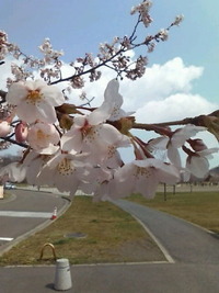 加瀬沼公園の桜