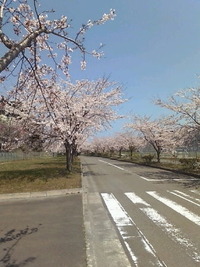 加瀬沼公園の桜満開