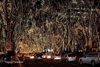 SENDAI光のページェント
