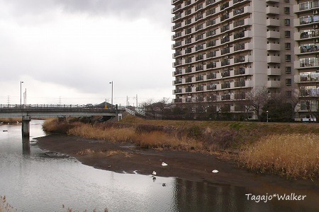 砂押川の白鳥