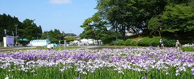 第22回 多賀城跡あやめまつり