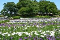 多賀城跡あやめ園