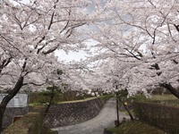 桜山公園　