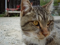我が家？の猫