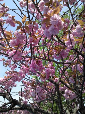 八重桜!!
