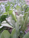 野菜クイズ？？