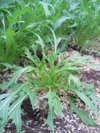 野菜クイズ？？