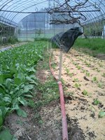 野菜クイズ??