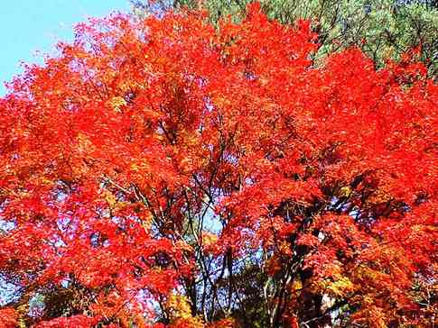 松島紅葉狩り☆其の弐