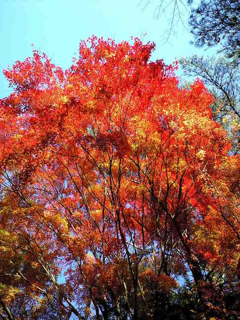 松島紅葉狩り☆其の弐