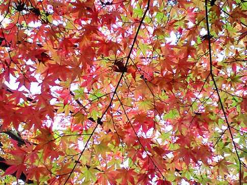 松島紅葉狩り☆其の弐